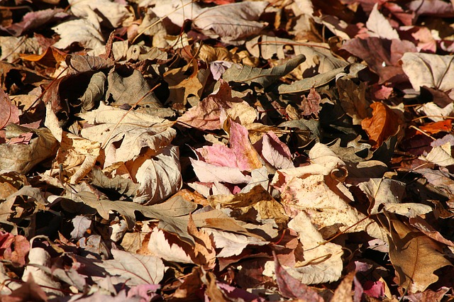 Ramassage des feuilles mortes à Farnham