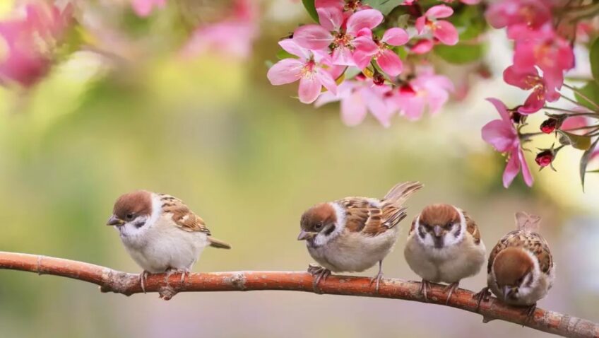 Festival du printemps